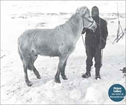  ?? Picture: RF Scott. ?? Photograph­s taken by Captain Scott, left, include this shot of a crewman and pony.
see more at