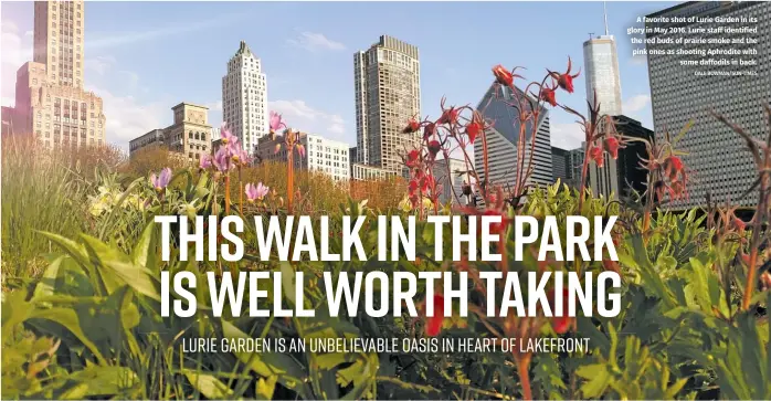  ?? DALE BOWMAN/SUN-TIMES ?? A favorite shot of Lurie Garden in its glory in May 2016. Lurie staff identified the red buds of prairie smoke and the pink ones as shooting Aphrodite with some daffodils in back.