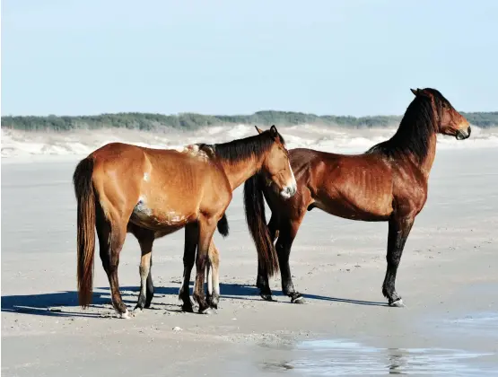  ??  ?? A family of feral horses, locally known as “marsh tackies,” enjoys a gentle morning breeze on a Cumberland Island beach (top). A pod of dolphins led us into Wassaw Creek (right). Sandy beaches and dunes stretch for miles on the Atlantic shores of...