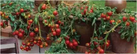  ??  ?? Balcony tomatoes