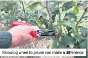  ??  ?? Knowing when to prune can make a difference