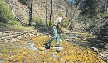  ?? Brian van der Brug Los Angeles Times ?? LOS PADRES forest biologist Kevin Cooper crosses Davy Brown Creek, which provided refuge for steelhead after the Zaca fire. “We want to maintain this habitat so they have a place they can survive in,” he said.