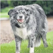  ?? Picture: Ron Stephen. ?? At one stage, Rena had 50 breeding ewes. She now has a ‘more manageable’ 18, worked with the help of her trusty sheepdog.