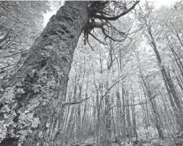  ??  ?? El bosque de Arrayanes, un paseo tradiciona­l e imperdible.