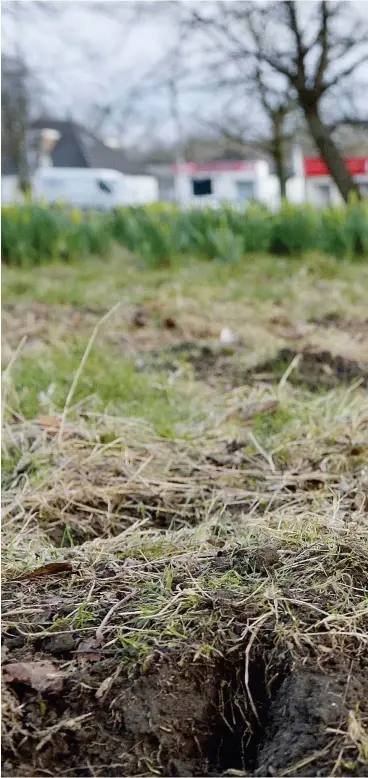  ?? Photos by Laurie Campbell ?? Black ‘Ratty’ appears from a burrow in a Glasgow park. Non-aquatic water voles were discovered in the Greater Easterhous­e area of the Scottish city in 2008, occupying urban grasslands in residentia­l areas and along road verges.