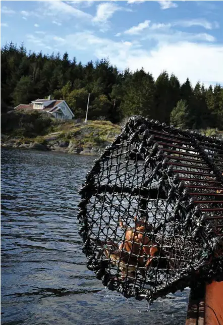  ?? FOTO: KJARTAN BJELLAND ?? – Jaaaa, se det gollet, ååå lille gollet, roper Anne Cathrine Albert, mens Nina Haaland og Hilde Stray Jensen får opp teina.