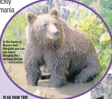 ?? PHOTO: ISTOCK ?? In the towns of Bresov and Harghita one can see bears foraging the garbage dumps