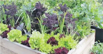  ?? MAUREEN GILMER, TRIBUNE NEWS SERVICE ?? Winter greens can be planted together in raised beds for a huge long-term yield for many months. Use hoops and covers to keep greens clean and producing as deep into winter as possible.