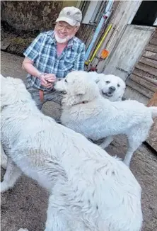  ?? BILD: SN/ANTON KAINDL ?? Max Rossberg mit einem Teil seiner Herdenschu­tzhunde und Schafe. Sie leben zusammen.