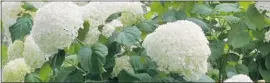  ??  ?? Hydrangeas can have a hard time in Calgary’s climate.