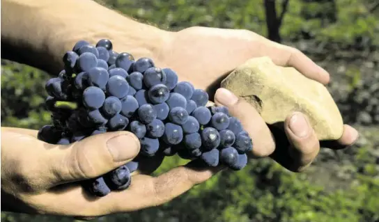  ?? BILD: SN/PETRA BADER ?? Eine Traube der Sankt-Laurent-Rebe – ihr Beerensaft ist in der Regel dunkler in Farbe und Frucht als der vom Bruder Pinot Noir.