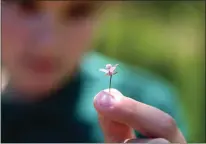  ?? ?? Allen at Steinbeck Elementary School student Dante Segarini, 9, holds a wildflower. In the Children's Discovery Museum's BioSITE program, students collect data about the local watershed in a yearlong course.