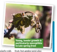  ?? Sh u   er st oc k ?? Young, tender growth is particular­ly susceptibl­e to late spring frost