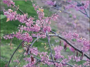  ?? Special to the Democrat-Gazette/JANET B. CARSON ?? Redbud (Cercis canadensis) is native to Arkansas and will grow in a large garden pot.