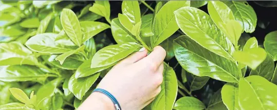  ?? ?? Kirschlorb­eer findet man in vielen Gärten, vor allem als Hecke ist die Pflanze beliebt. Aber Vorsicht: Die Blätter und vor allem die Beeren sind giftig