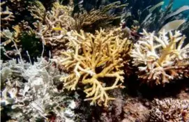  ?? LIV WILLIAMSON/UNIV. OF MIAMI ROSENSTIEL SCHOOL VIA ASSOCIATED PRESS ?? A photo from the University of Miami Coral Reef Futures Lab shows coral with bleaching, tissue loss, and recent mortality.