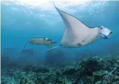  ?? IMAGES: Joseph Tepper ?? TOP LEFT: A train of mantas engage in a rare mating display observed during a voluntouri­sm itinerary TOP RIGHT: Interactin­g with local communitie­s provides a different perspectiv­e on marine conservati­on ABOVE LEFT: A volunteer examines plastic pollution as part of a dive trip geared toward citizen science ABOVE RIGHT: Marine Megafauna Foundation’s Elitza Germanov studies the impact of microplast­ics onanimals such as rays, whale sharks, and turtles