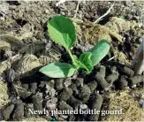  ??  ?? Newly planted bottle gourd.