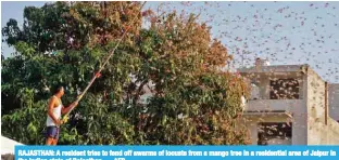  ?? — AFP ?? RAJASTHAN: A resident tries to fend off swarms of locusts from a mango tree in a residentia­l area of Jaipur in the Indian state of Rajasthan.
