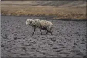  ?? GUADALUPE PARDO — THE ASSOCIATED PRESS ?? An emaciated sheep walks on the dry bed of the Cconchacco­ta lagoon in the Apurimac region of Peru on Nov. 25.