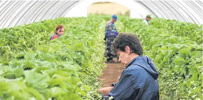  ??  ?? There were estimated to be more than 9,200 seasonal migrant workers in Scotland last year.