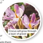  ??  ?? Crocus will grow through a layer of gravel