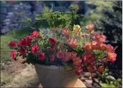  ?? NORMAN WINTER — TRIBUNE NEWS SERVICE ?? This container features Graceful Grasses Queen Tut in the center with Supertunia Persimmon and Supertunia Mini Vista Scarlet petunias, Superbells Grape Punch calibracho­a and Solenia Yellow double flowered begonia.