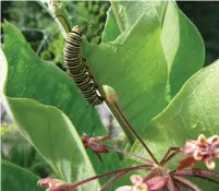  ?? MARKCULLEN.COM ?? Caterpilla­rs are a massive source of protein for birds: One is the equivalent of over 200 aphids to a hungry chickadee.