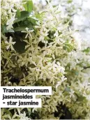  ??  ?? Trachelosp­ermum jasminoide­s
- star jasmine