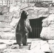  ?? U. S. DEPT. OF AGRICULTUR­E ?? Smokey Bear was not returned to the wilderness but, rather, lived the rest of his days at the Smithsonia­n’s National Zoo in Washington, D.C. This photo was taken in 1975. Smokey Bear died a year later. He was buried at the Smokey Bear Historical Park in Capitan, New Mexico.