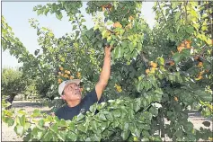  ?? BAY AREA NEWS GROUP ARCHIVES ?? Juan Hernandez reaches up for apricots at a Santa Clara Valley orchard.