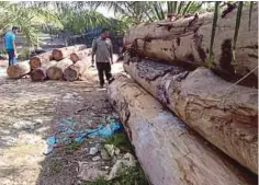  ??  ?? KAKITANGAN JPNT memeriksa pelbagai kayu balak haram yang disimpan di ladang sawit dan getah di Kampung Medang.