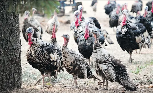  ?? PHOTOS: RICHARD MARJAN ?? Bill Bryan raises Narraganse­tt turkeys at his Heyer Forest Garden, named after a Norwegian who emigrated to southwest Saskatchew­an in 1905.