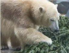  ?? CARLOS OSORIO/TORONTO STAR FILE PHOTO ?? Juno is moving from her home at the Toronto Zoo on Wednesday.