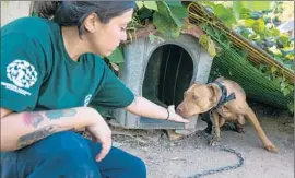  ?? Manchul Kim
Humane Society Internatio­nal ?? GINA LANTELLA with Humane Society Internatio­nal plays with a dog that was being removed from a meat farm in Chungcheon­gnamdo, South Korea, this week.