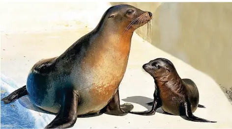  ?? FOTO: ZOO KÖLN ?? Die Kalifornis­chen Seelöwen im Kölner Zoo bieten ihren Besuchern normalerwe­ise eine Show – jetzt freuen sie sich, wenn der Gärtner kommt.