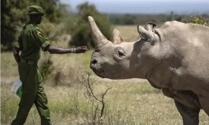  ?? Photograph: Ben Curtis/AP ?? Scientists cited age and ill health for their decision to retire Najin, 32, from the breeding programme to save the species from extinction.