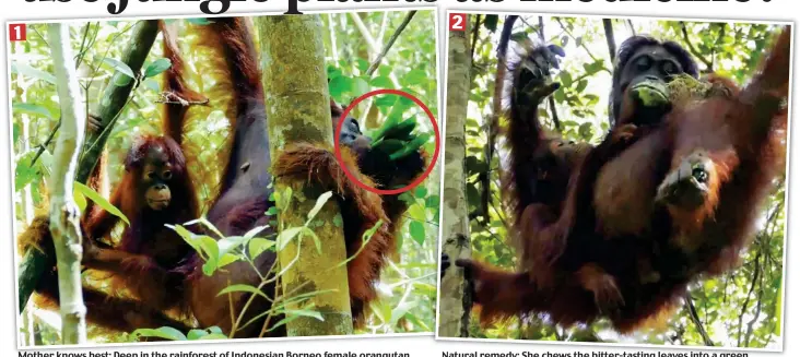  ??  ?? Mother knows best: Deep in the rainforest of Indonesian Borneo female orangutan Indy plucks leaves, circled, from the dracaena cantleyi tree, watched by her infant Natural remedy: She chews the bitter-tasting leaves into a green lather and then...