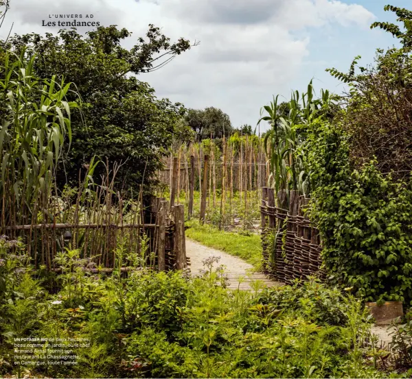  ??  ?? UN POTAGER BIO de deux hectares, beau comme un jardin, où le chef Armand Arnal fournit son restaurant La Chassagnet­te, en Camargue, toute l’année.