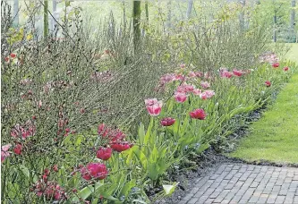  ?? MAUREEN GILMER TNS ?? Backed by fine-textured, red-flowered Scotch broom, these tulips contrast for high visibility.