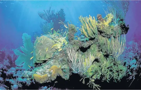  ??  ?? A coral reef landscape at risk as time is rapidly running out for the world’s oceans and the creatures that live in them as the Earth’s climate continues to warm, say scientists