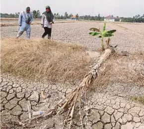  ?? PIC BY ADI SAFRI ?? Habibah Merah (left) and Rohana Kassim at a dried up padi field in Kampung Teluk Rimba, Tangkak, Johor, recently.