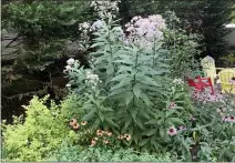  ?? JESSICA DAMIANO ?? Native Joe Pye weed grows alongside native coneflower­s and nonnative spirea and catmint.