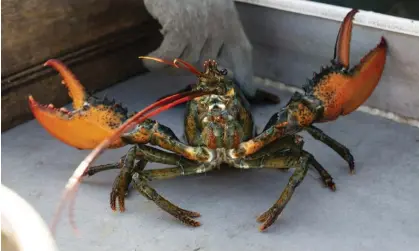  ?? Photograph: Robert F Bukaty/AP ?? A lobster rears its claws after being caught off Spruce Head, Maine.