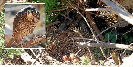  ??  ?? The nest was virtually hidden from the outside world. Inset: The young falcon, T39, laid eggs in a nest that would have been destroyed if not for the actions of quick-thinking forestry workers.