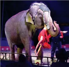  ?? Photo by Mike Eckels ?? Cindy the elephant carefully holds a rider in her mouth as she walks around the ring during the Kelly Miller Circus at Veterans Park in Decatur on Oct. 20.