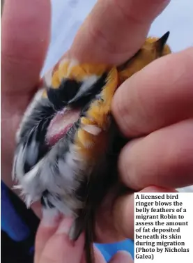  ??  ?? A licensed bird ringer blows the belly feathers of a migrant Robin to assess the amount of fat deposited beneath its skin during migration (Photo by Nicholas Galea)