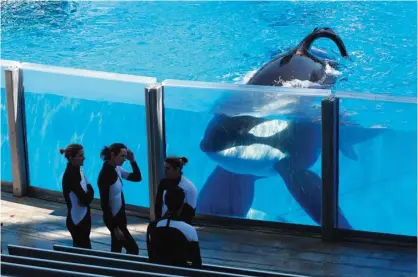 ?? —AP ?? FLORIDA: In this file photo orca whale Tilikum, right, watches as SeaWorld Orlando trainers take a break during a training session at the theme park’s Shamu Stadium in Orlando, Florida.