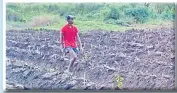  ?? Picture: SUPPLIED ?? Isireli Vuibau planting new rows of cassava in Yavusania, Nadi.