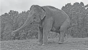  ?? THE ELEPHANT SANCTUARY IN TENNESSEE ?? Shirley, North America’s second oldest elephant, died Monday at The Elephant Sanctuary of Tennesee. She was 72, and had lived at the sanctuary for 21 years.